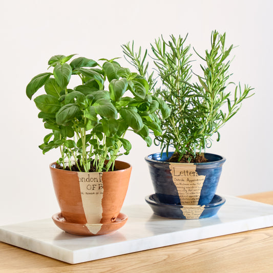 Earthenware by Beth Holgate, Blue Herb Pot