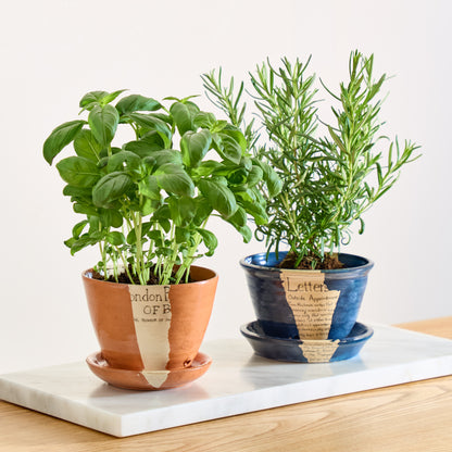 Earthenware by Beth Holgate, Terracotta Herb Pot